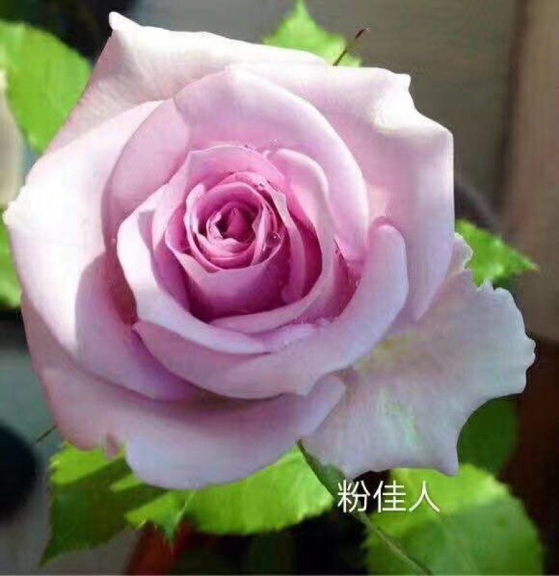 月季花