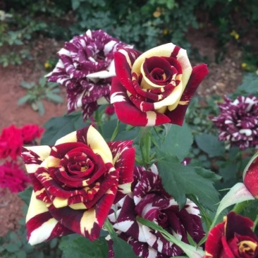 月季花