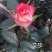 月季花