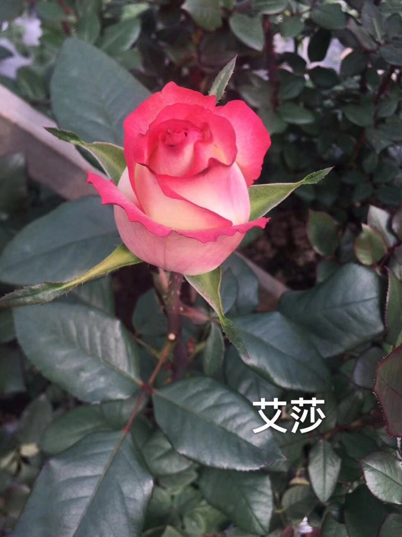 月季花