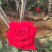 月季花