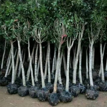 桂花树