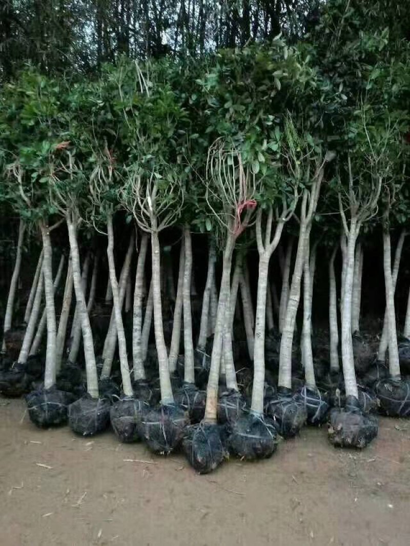 桂花树