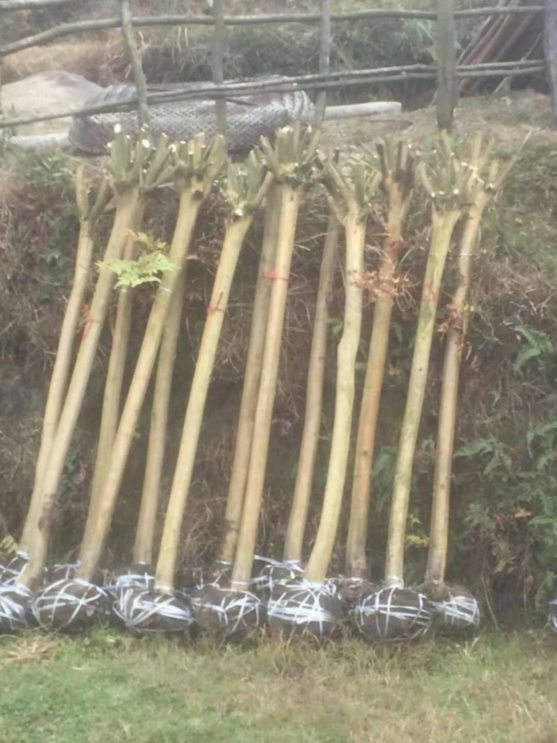 桂花树