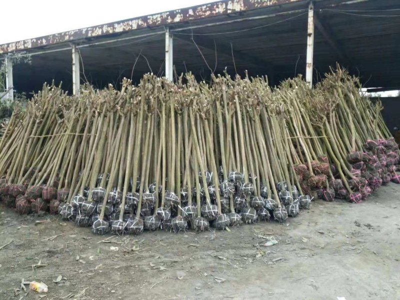 桂花树