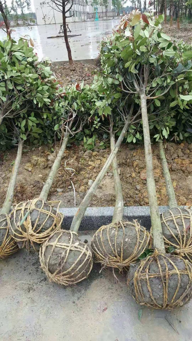 桂花树