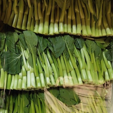 广东菜心