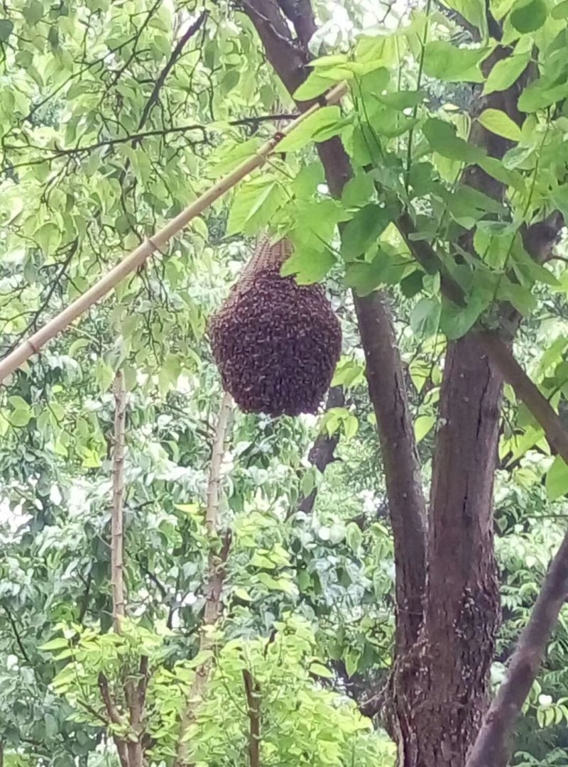 蜂蜜