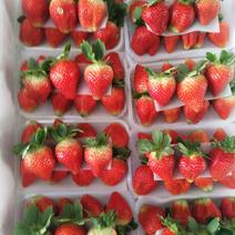 美国甜查理草莓20克以上奶油草莓全国发货品质保证