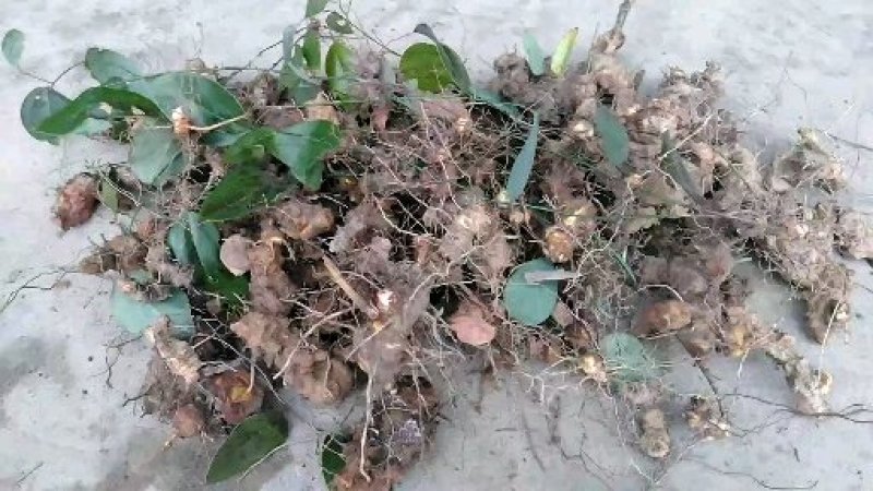 【买多更优惠】秦岭大山自然生菝葜幼苗50株起发包邮