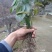 【买多更优惠】秦岭大山自然生菝葜幼苗50株起发包邮