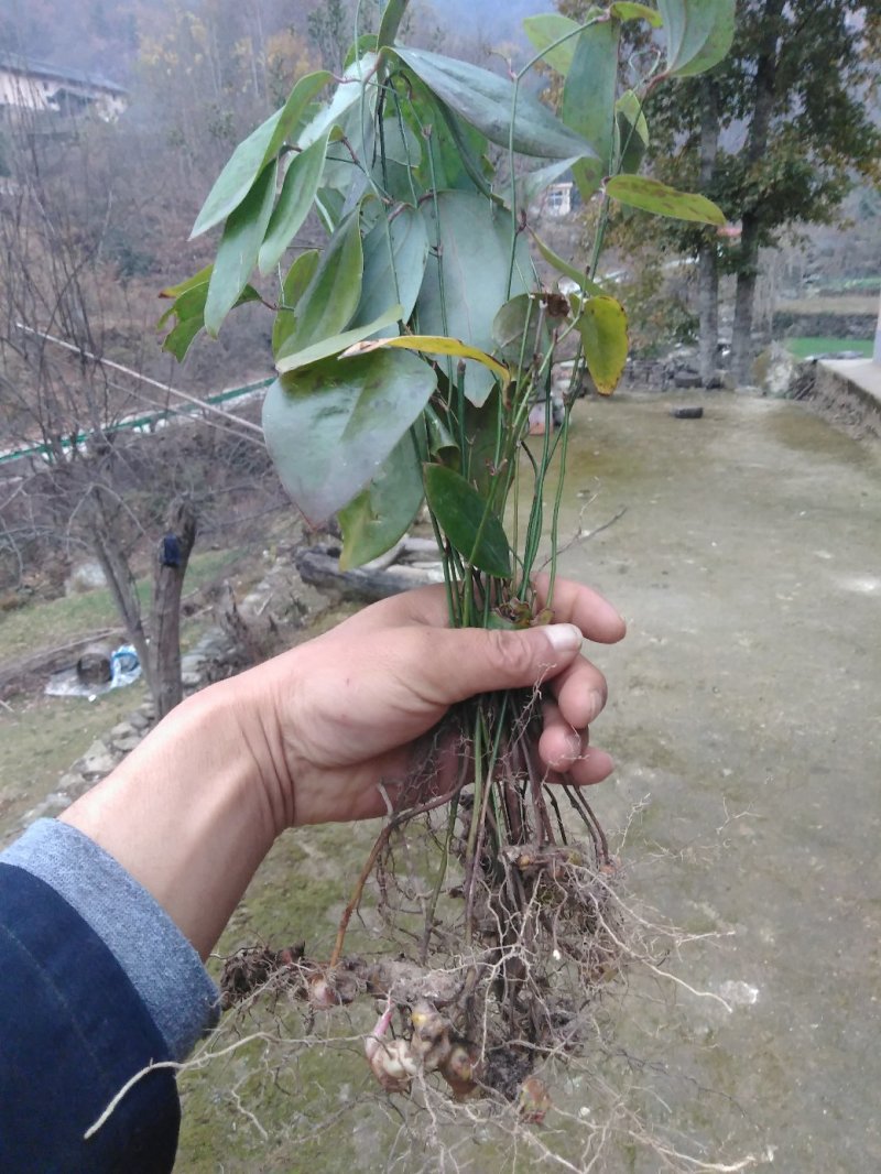 【买多更优惠】秦岭大山自然生菝葜幼苗50株起发包邮