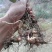 【买多更优惠】秦岭大山自然生菝葜幼苗50株起发包邮