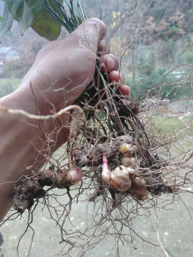 【买多更优惠】秦岭大山自然生菝葜幼苗50株起发包邮
