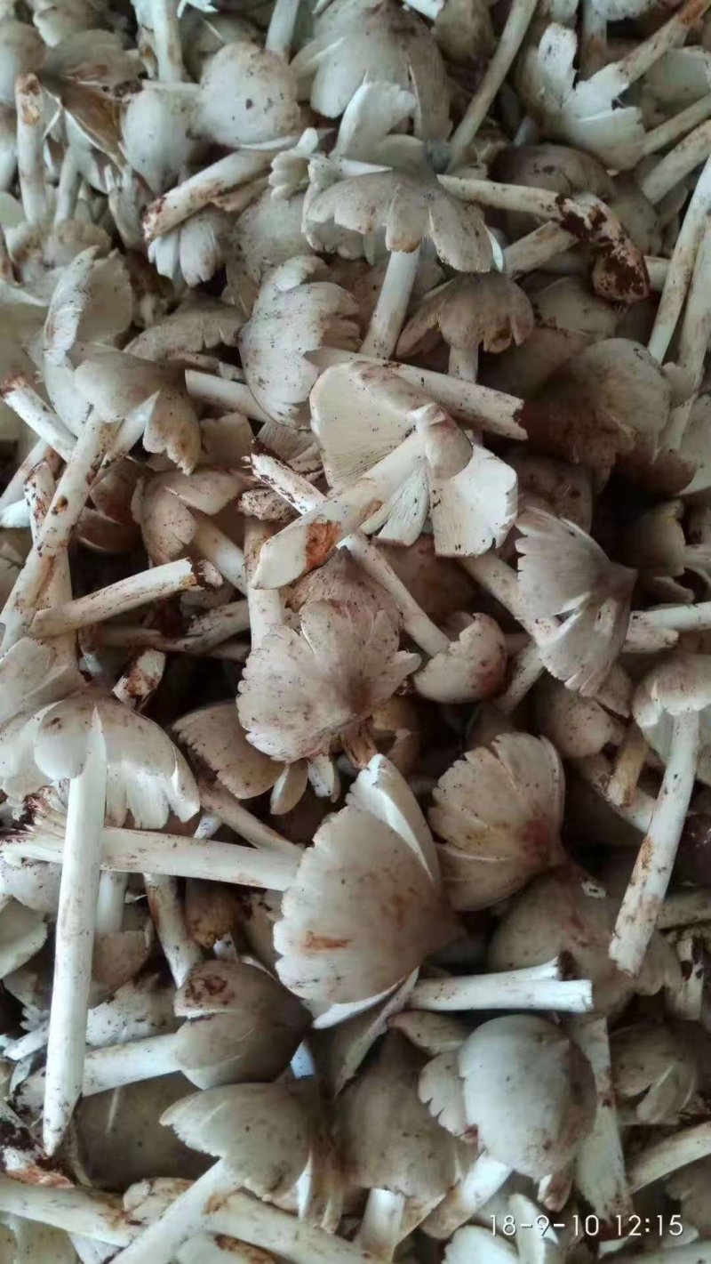 鸡枞