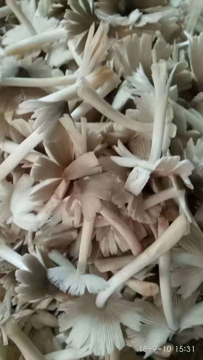 鸡枞