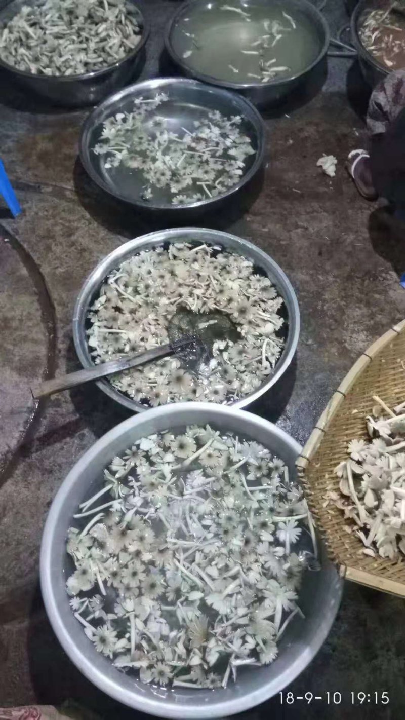 鸡枞