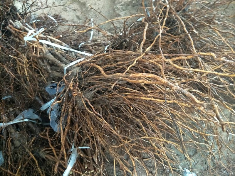 克伦生葡萄苗抗病强产量高假一赔十苗圃现挖