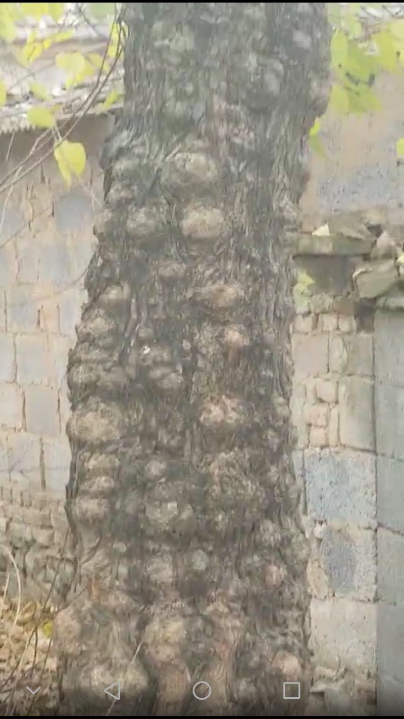 推荐出售百年古桑树，观赏树，型好。