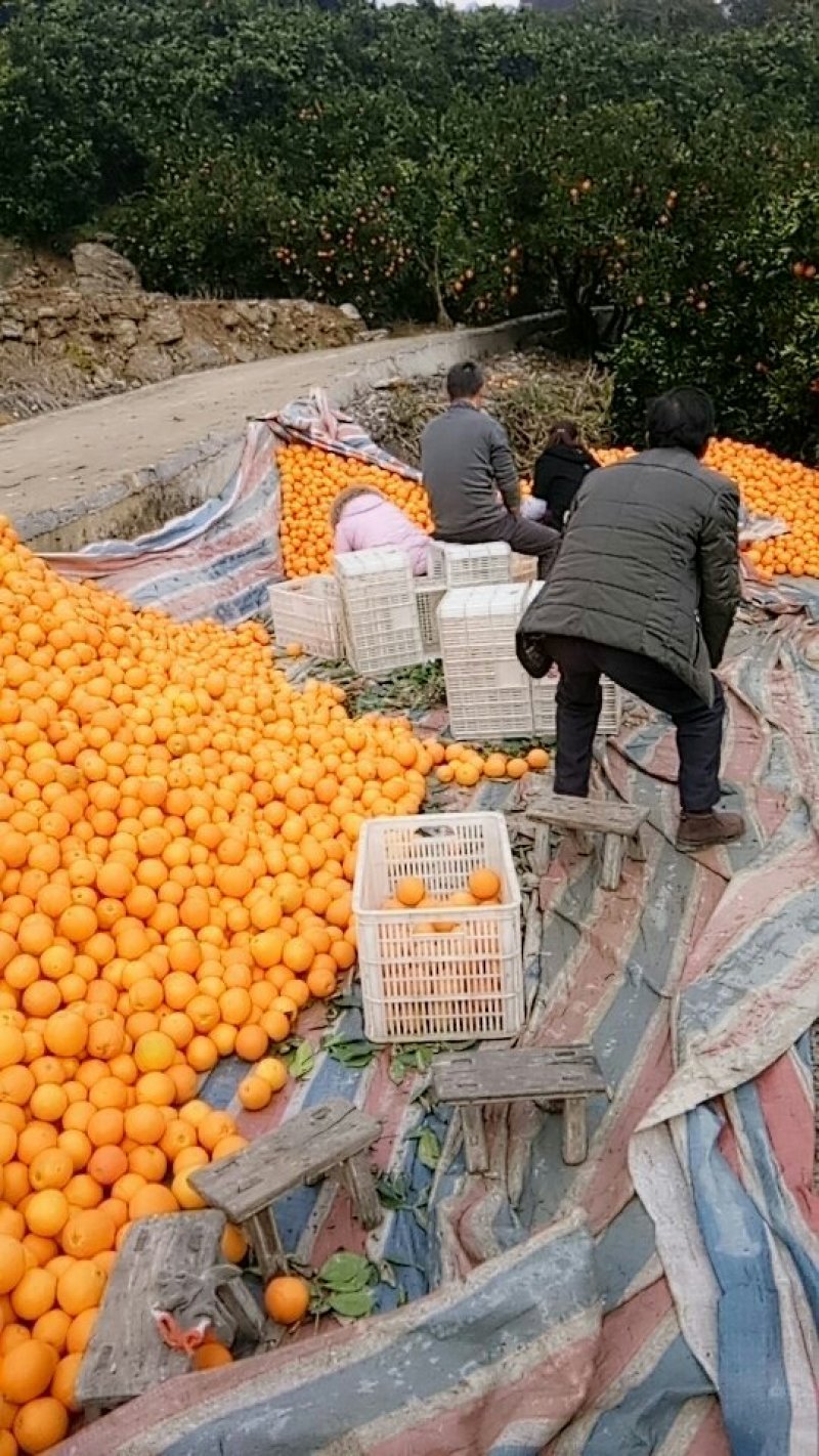 奉节脐橙