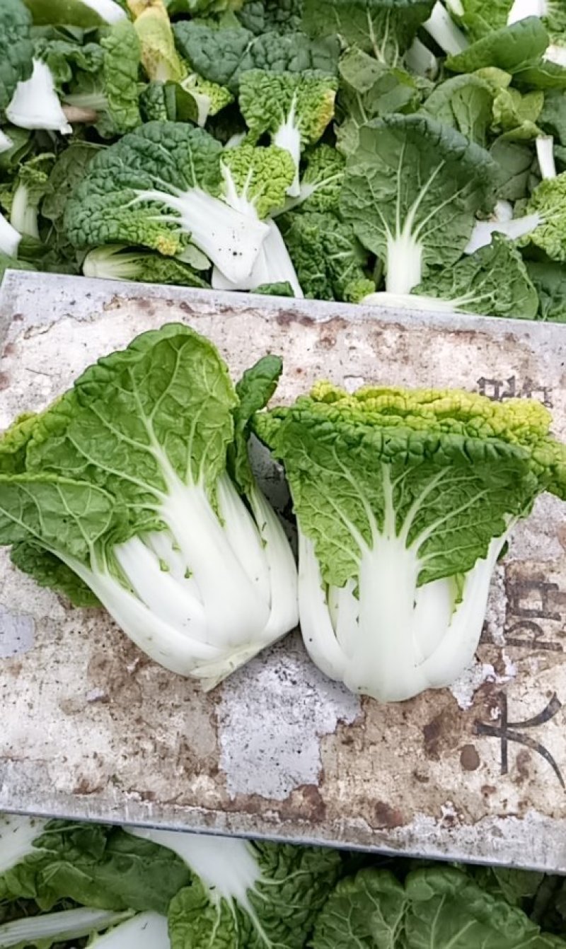 优质黄心菜
