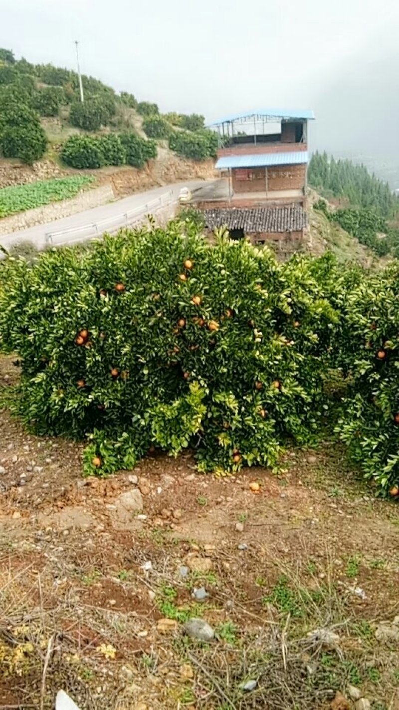 奉节脐橙