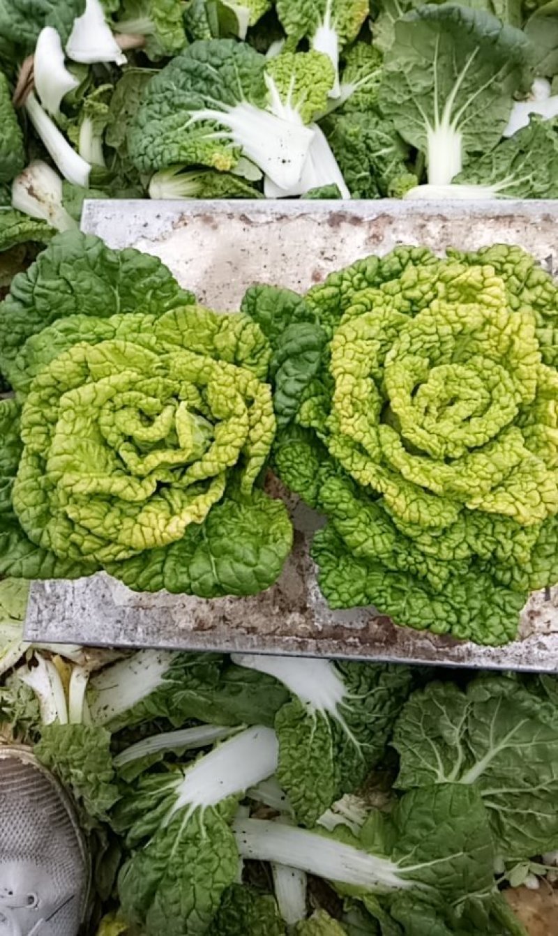 优质黄心菜