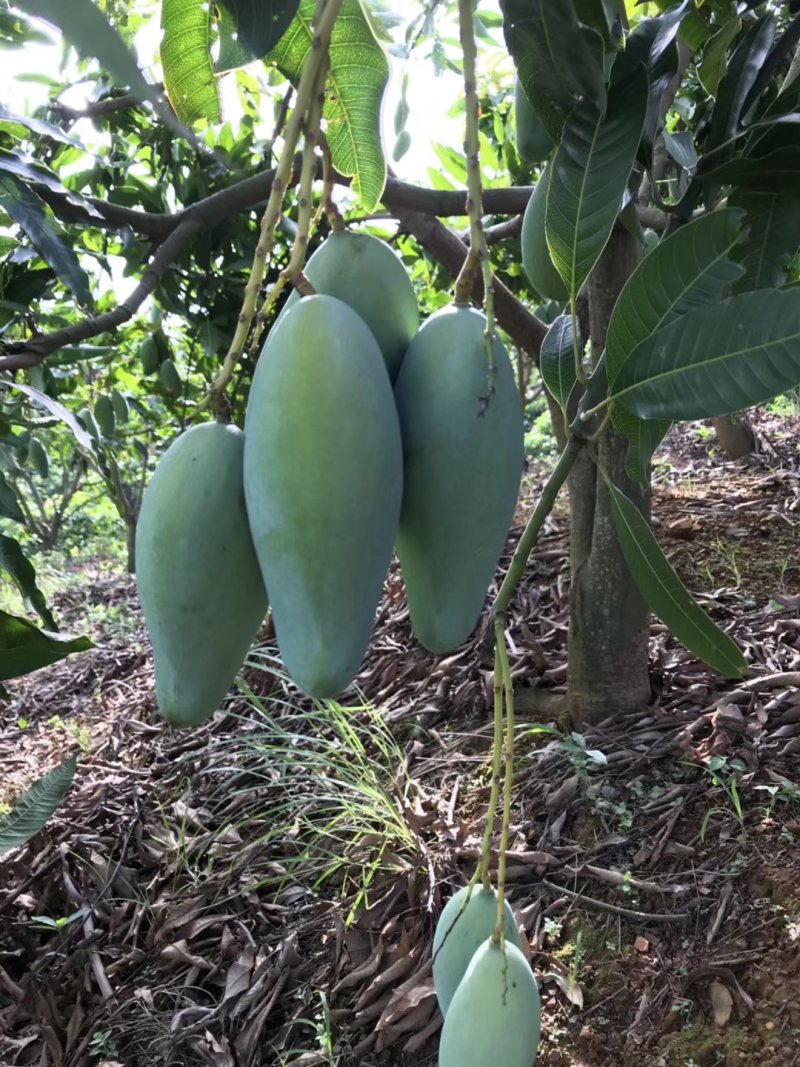 芒果树苗金煌芒果苗嫁接苗带土发货