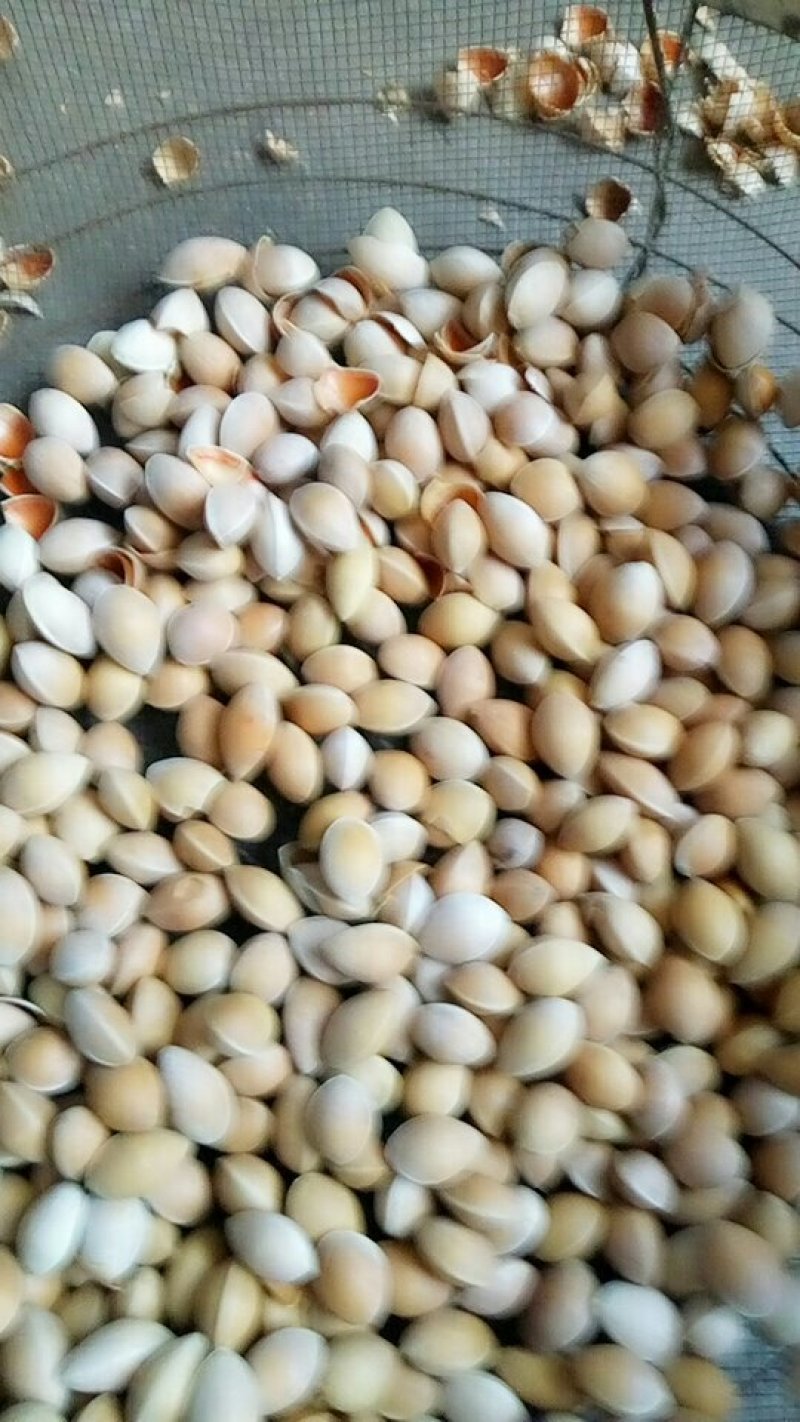 农副/副食白果仁