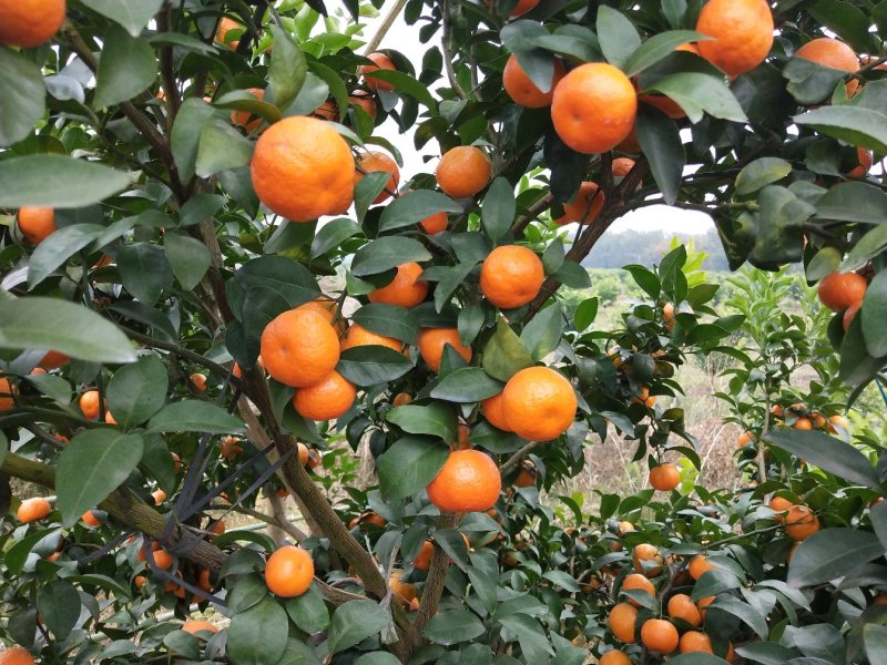桂林沙糖桔