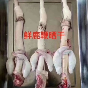 东北大鹿鞭