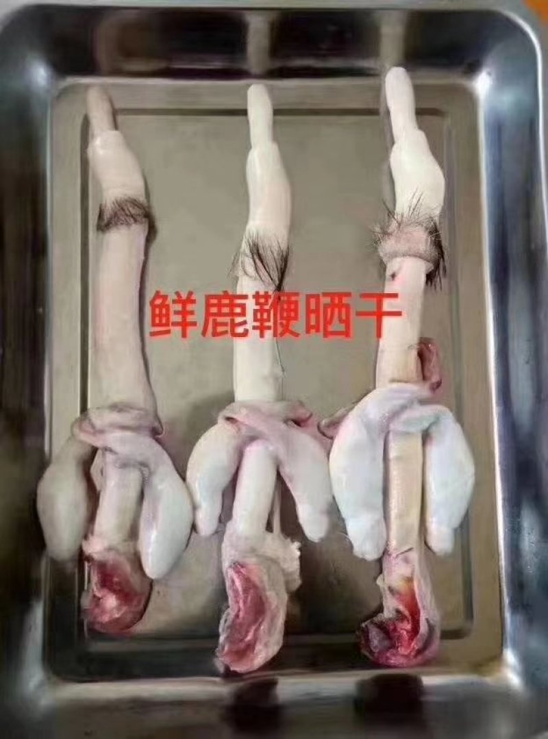 东北大鹿鞭