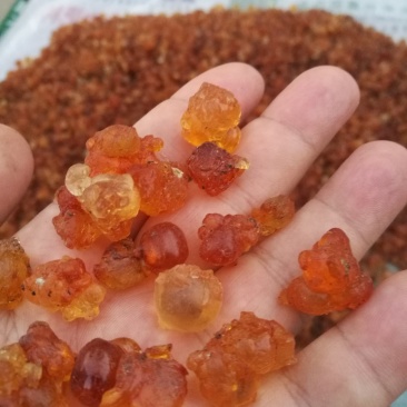 桃胶无锡阳山水蜜桃桃胶纯黄