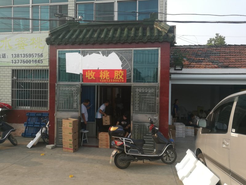 桃胶无锡阳山水蜜桃桃胶纯黄