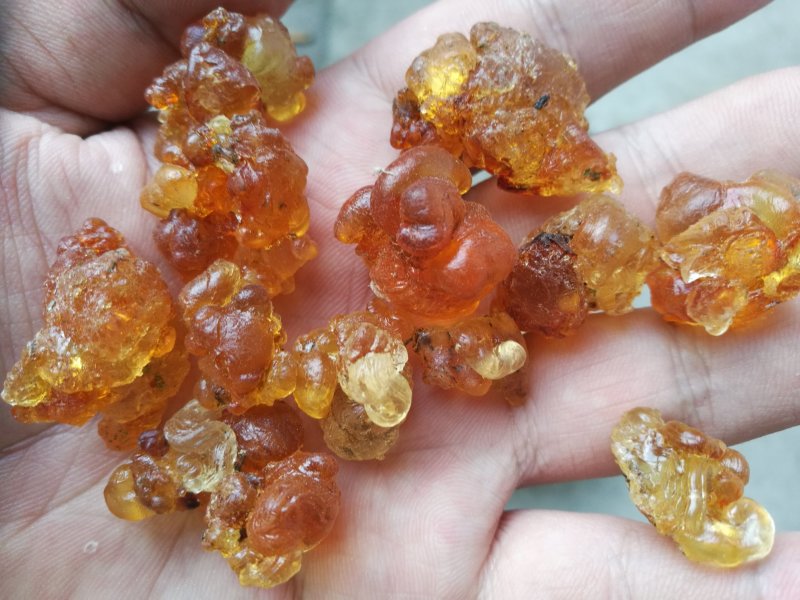 桃胶无锡阳山水蜜桃桃胶纯黄