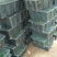 百香果