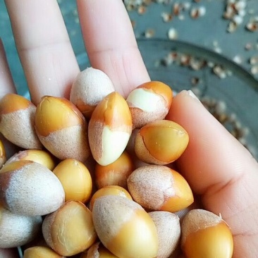 纯天然手工剥制白果仁