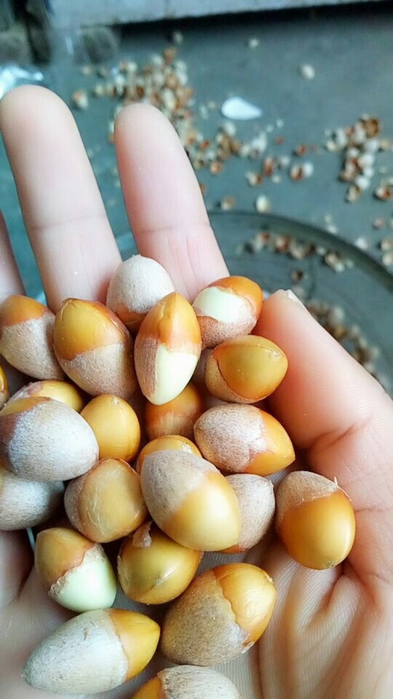 纯天然手工剥制白果仁