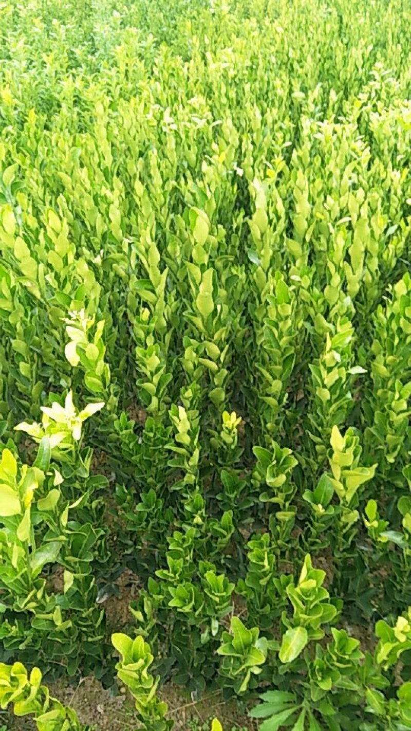 柑桔苗洪江特晚熟椪柑苗花果同树错开大众柑桔销售高峰