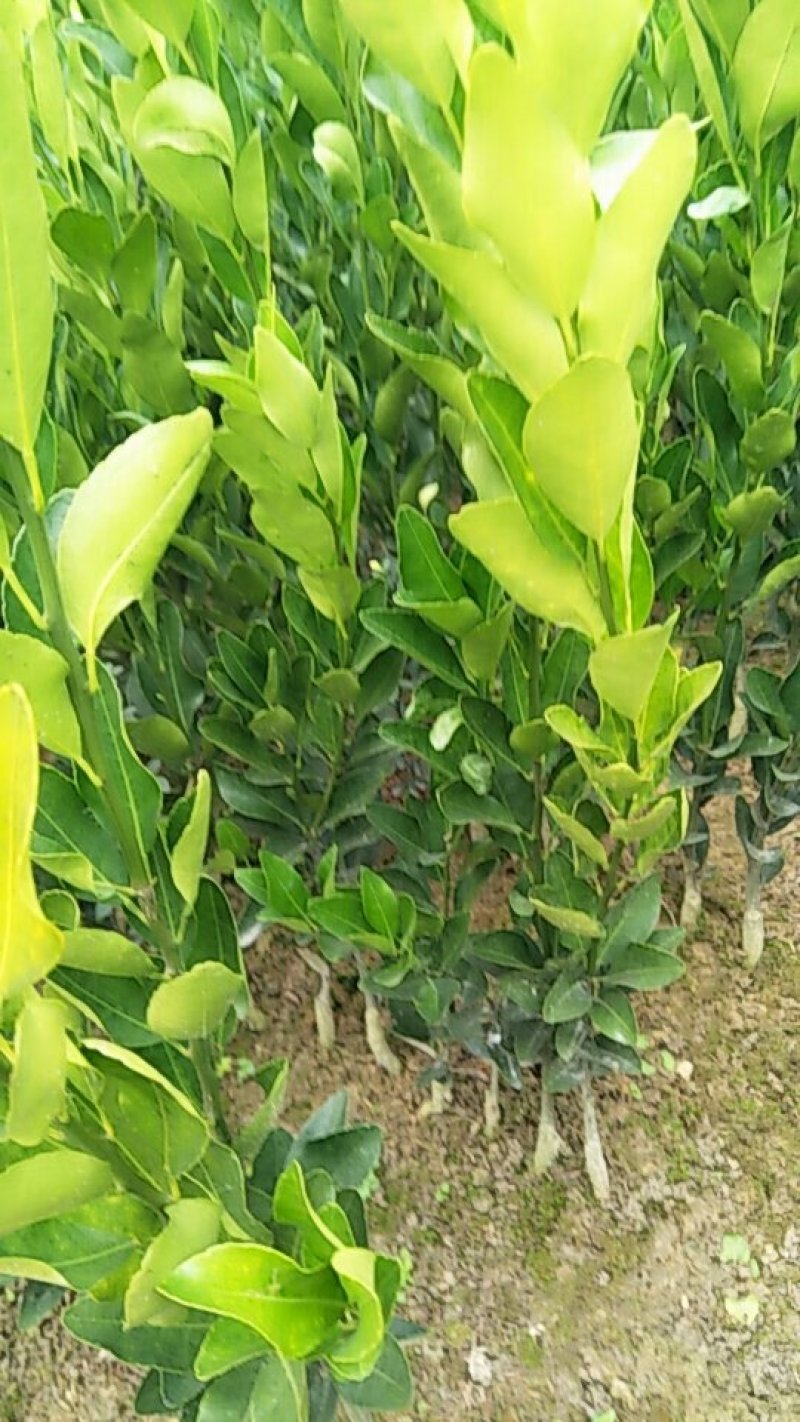 柑桔苗洪江特晚熟椪柑苗花果同树错开大众柑桔销售高峰