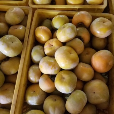 脆柿，柿饼，软柿
