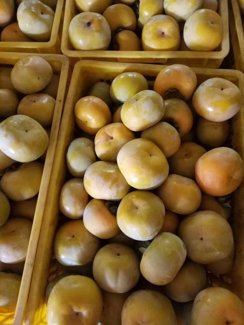 脆柿，柿饼，软柿