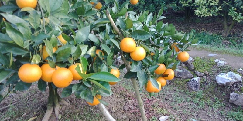 蜜香橙