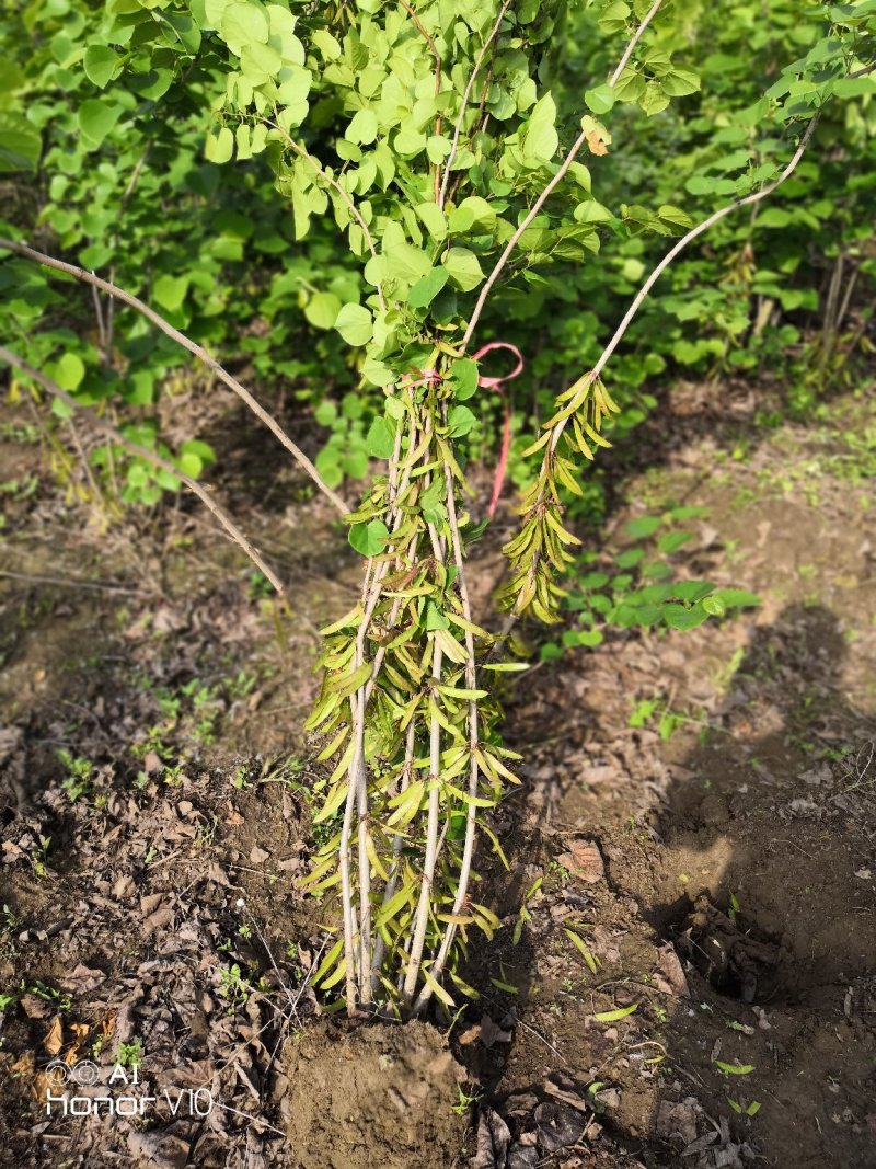 丛生紫荆冠幅1.5米独杆紫荆树桩紫荆