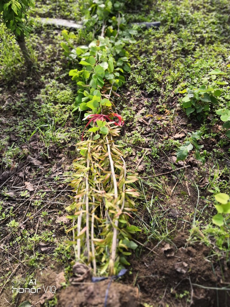 丛生紫荆冠幅1.5米独杆紫荆树桩紫荆