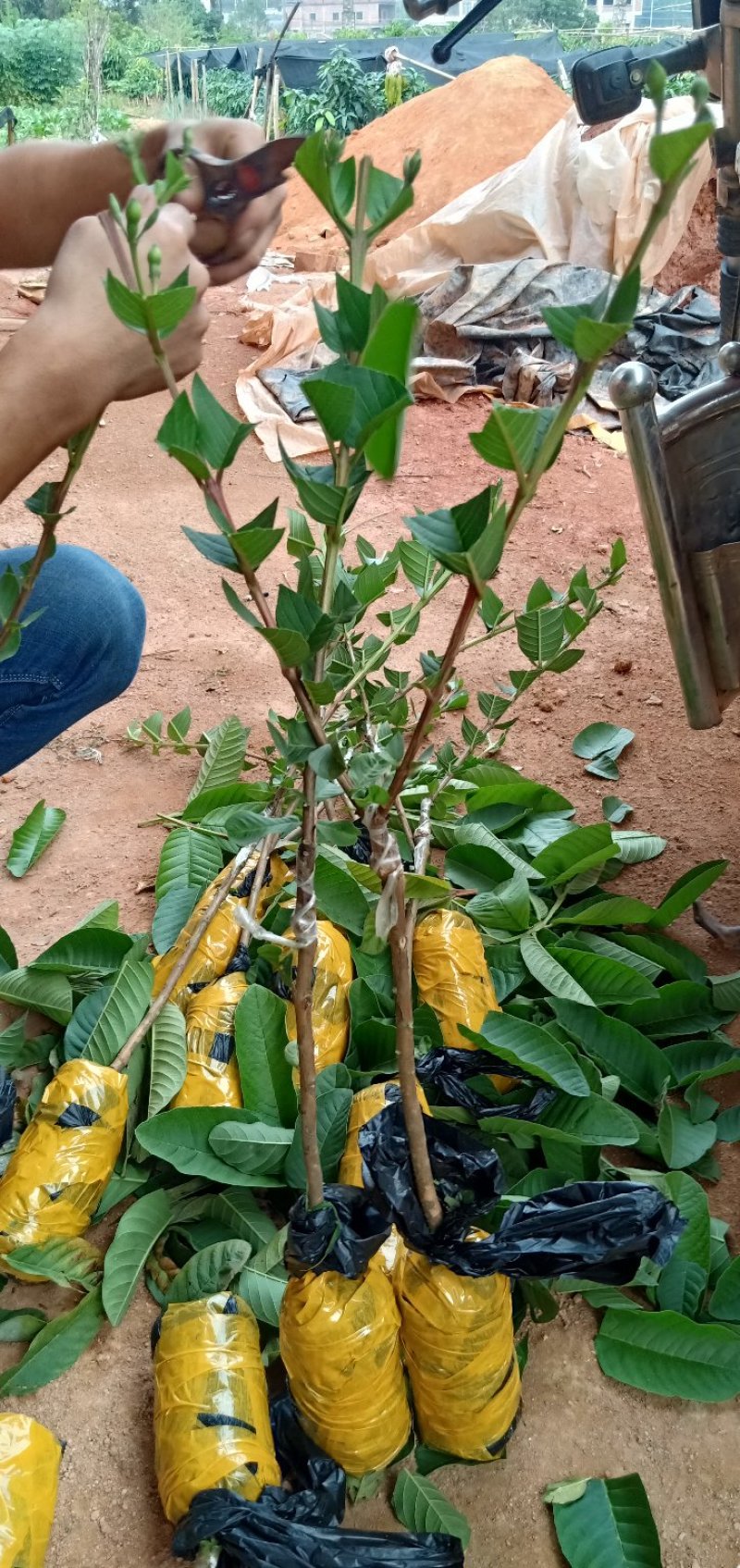 番石榴苗四季珍珠番石榴苗当年结果