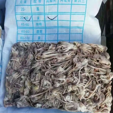 20-40克阿鱿头