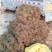 野生鸡骨草