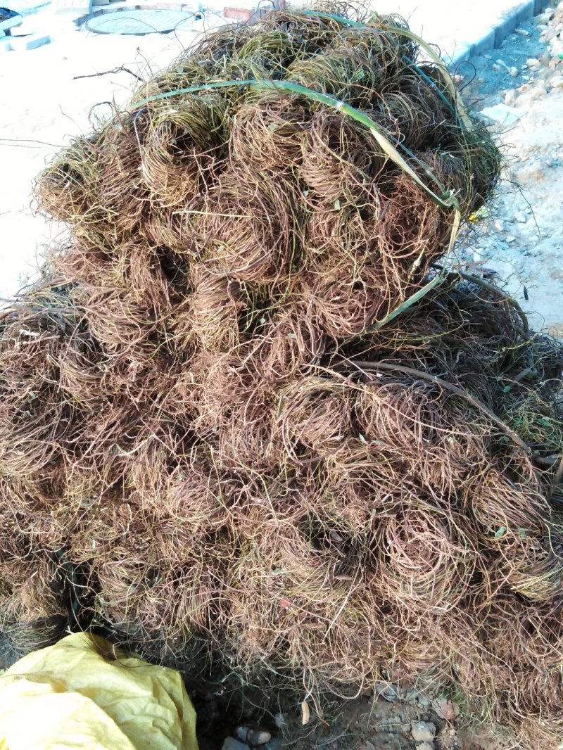 野生鸡骨草