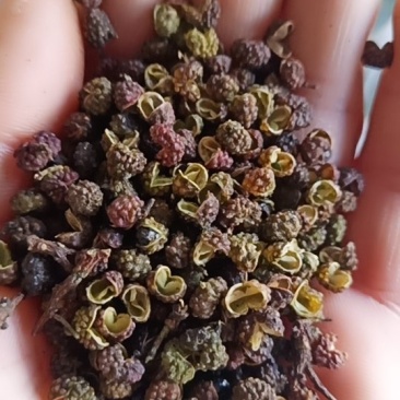 青花椒，转红椒！
